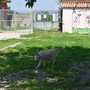 Deiezioni canine e mozziconi, Alba prepara nuove campagne per il decoro urbano
