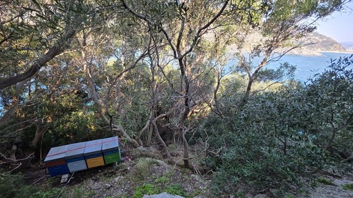 Le arnie sull'isola di Bergeggi Le arnie sull'isola di Bergeggi