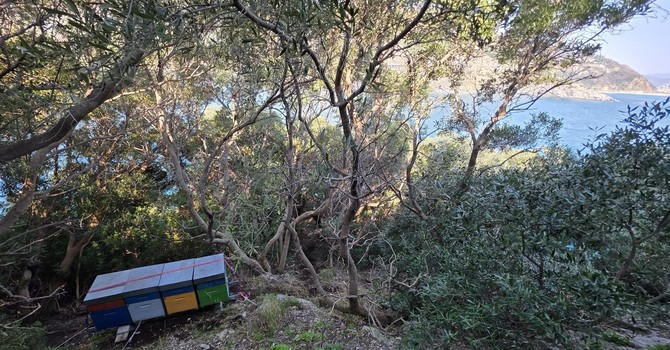 Le arnie sull'isola di Bergeggi