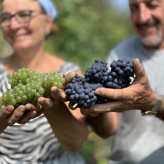 Vendemmia 2026, nella Granda la raccolta parte in anticipo: si inizia con uve Pinot nero e Chardonnay Vendemmia 2026, nella Granda la raccolta parte in anticipo: si inizia con uve Pinot nero e Chardonnay