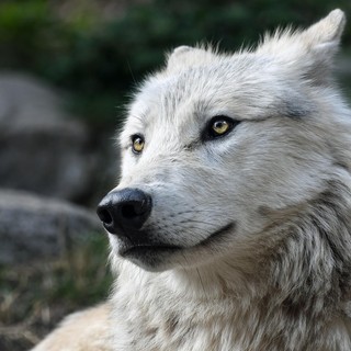 Maltrattamenti sugli animali: pene inasprite e controlli anche nella nostra Provincia