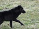 Murazzano: al Parco Safari delle Langhe il lupo più grande del mondo