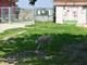 Deiezioni canine e mozziconi, Alba prepara nuove campagne per il decoro urbano Deiezioni canine e mozziconi, Alba prepara nuove campagne per il decoro urbano