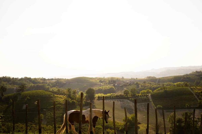 La Collina degli Elfi si racconta a tavola:  il 30 aprile doppia cena solidale ad Alba e Asti