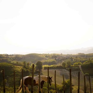 La Collina degli Elfi si racconta a tavola:  il 30 aprile doppia cena solidale ad Alba e Asti