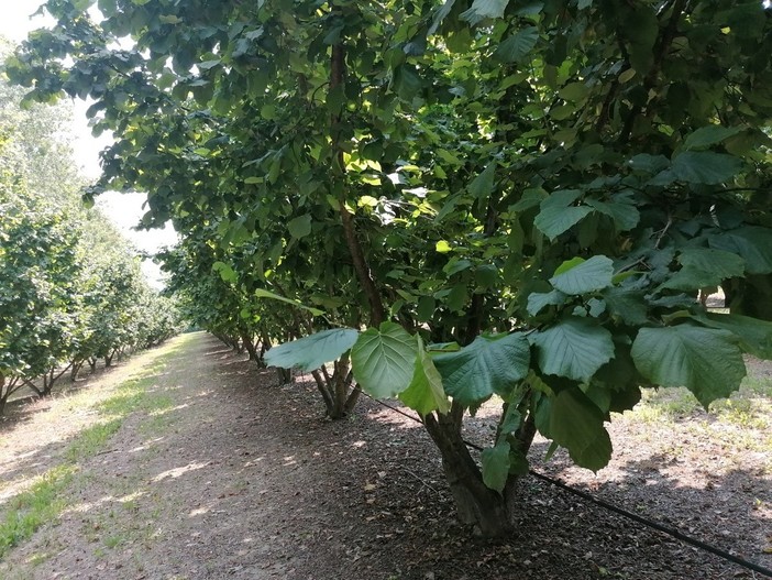 Nocciole, le Langhe ritrovano fiducia ma restano le incognite: "Le prossime settimane saranno decisive" Nocciole, le Langhe ritrovano fiducia ma restano le incognite: "Le prossime settimane saranno decisive"