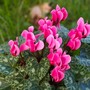 La leggenda del ciclamino, il fiore che colora autunno e inverno La leggenda del ciclamino, il fiore che colora autunno e inverno