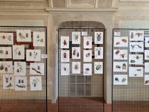 Cherasco, in mostra i disegni partecipanti al concorso per il calendario naturalistico