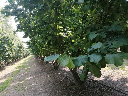 Nocciole, le Langhe ritrovano fiducia ma restano le incognite: "Le prossime settimane saranno decisive" Nocciole, le Langhe ritrovano fiducia ma restano le incognite: "Le prossime settimane saranno decisive"