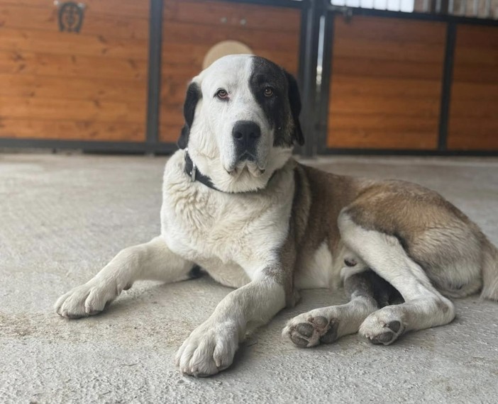 A Cherasco si cerca Drago, cagnolone tenero e super rock