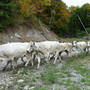 A Prazzo torna “Caluma el vache”: si celebra la discesa delle mandrie dagli alpeggi