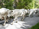 Torna “Caluma el vache”, a Limone Piemonte si celebra la discesa delle mandrie dagli alpeggi Torna “Caluma el vache”, a Limone Piemonte si celebra la discesa delle mandrie dagli alpeggi