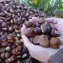 Le castagne simbolo autunnale