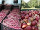 Fagioli e mele: due prodotti dell'eccellenza agricola in provincia di Cuneo