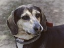 Cane gettato dal balcone a Cuneo, LNDC Animal Protection chiede pena esemplare per la protagonista del gesto Cane gettato dal balcone a Cuneo, LNDC Animal Protection chiede pena esemplare per la protagonista del gesto