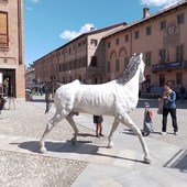 Il cavallo bianco di Napoleone fa il suo ingresso trionfale a Cherasco: è un'opera del piozzese Franco Sebastiano Alessandria
