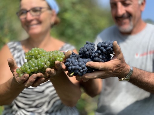 Vendemmia 2026, nella Granda la raccolta parte in anticipo: si inizia con uve Pinot nero e Chardonnay