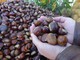 Le castagne simbolo autunnale Le castagne simbolo autunnale