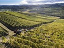 Vigneti Chiarlo a Barolo Vigneti Chiarlo a Barolo