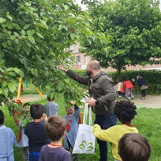 Coccinelle per la difesa biologica di alberi e piante: coinvolte le scuole dell'infanzia di Alba