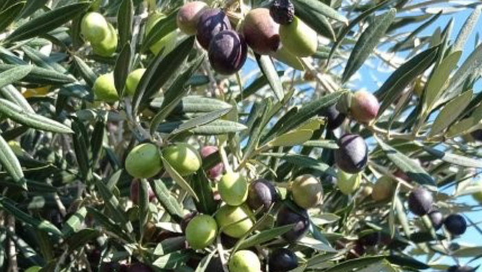 Confagricoltura propone a Treiso una due giorni di formazione sulla coltivazione dell’ulivo
