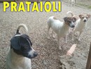 I Prataioli I Prataioli