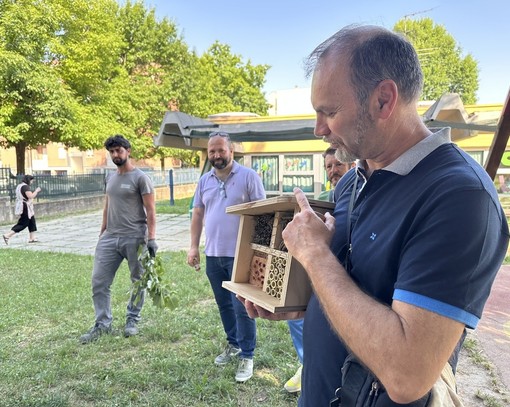 Alba sceglie la lotta biologica: lanciate 6.000 coccinelle contro gli afidi Alba sceglie la lotta biologica: lanciate 6.000 coccinelle contro gli afidi
