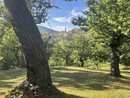 Castanicoltura, Cia Cuneo: "Chiediamo attenzione e aiuti alla Regione per potatura e recupero dei castagneti secolari, come presidio ambientale dei boschi e delle aree interne" Castanicoltura, Cia Cuneo: "Chiediamo attenzione e aiuti alla Regione per potatura e recupero dei castagneti secolari, come presidio ambientale dei boschi e delle aree interne"