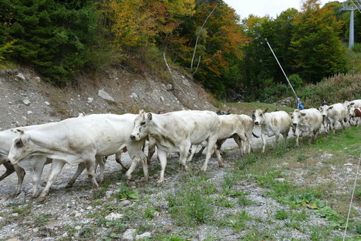 A Prazzo torna “Caluma el vache”: si celebra la discesa delle mandrie dagli alpeggi