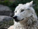 Maltrattamenti sugli animali: pene inasprite e controlli anche nella nostra Provincia Maltrattamenti sugli animali: pene inasprite e controlli anche nella nostra Provincia