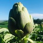 Viviamo in un posto bellissimo che festeggia il suo carciofo