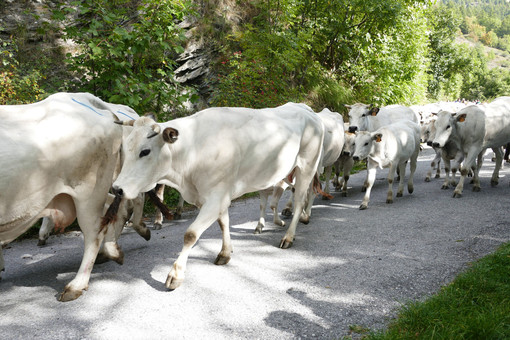 Torna “Caluma el vache”, a Limone Piemonte si celebra la discesa delle mandrie dagli alpeggi Torna “Caluma el vache”, a Limone Piemonte si celebra la discesa delle mandrie dagli alpeggi