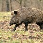 Dopo Cravanzana, due casi (i primi) a Pezzolo Valle Uzzone: la peste suina africana si diffonde in alta Langa Dopo Cravanzana, due casi (i primi) a Pezzolo Valle Uzzone: la peste suina africana si diffonde in alta Langa