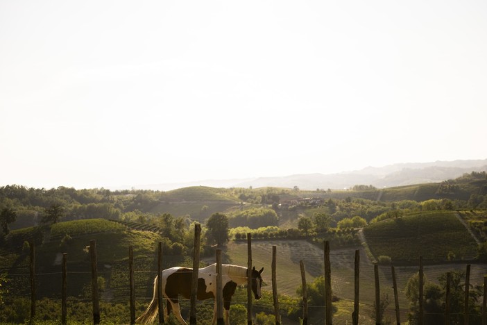 Govone, la Collina degli Elfi riapre le porte alle famiglie dopo la malattia Govone, la Collina degli Elfi riapre le porte alle famiglie dopo la malattia