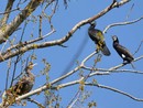 La Provincia approva il piano di contenimento del cormorano: si parte il 15 settembre La Provincia approva il piano di contenimento del cormorano: si parte il 15 settembre