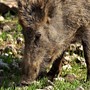 Psa, dalla Ue nuove limitazioni nel Cuneese: appello di Confagricoltura ad allevatori e istituzioni