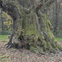 Un castagno secolare nelle campagne di Monteu