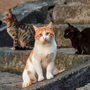 A Cherasco torna la “Merenda Sinoira” con La Casa di Romeo: una cena solidale per aiutare i gatti A Cherasco torna la “Merenda Sinoira” con La Casa di Romeo: una cena solidale per aiutare i gatti