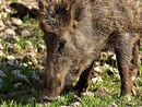 I cinghiali sono i vettori principali della Psa