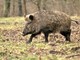Dopo Cravanzana, due casi (i primi) a Pezzolo Valle Uzzone: la peste suina africana si diffonde in alta Langa Dopo Cravanzana, due casi (i primi) a Pezzolo Valle Uzzone: la peste suina africana si diffonde in alta Langa