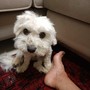 QUATTROZAMPE / Ducky è tornato a casa: il piccolo maltese ritrova la strada dopo due giorni di fuga QUATTROZAMPE / Ducky è tornato a casa: il piccolo maltese ritrova la strada dopo due giorni di fuga