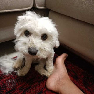 QUATTROZAMPE / Ducky è tornato a casa: il piccolo maltese ritrova la strada dopo due giorni di fuga QUATTROZAMPE / Ducky è tornato a casa: il piccolo maltese ritrova la strada dopo due giorni di fuga