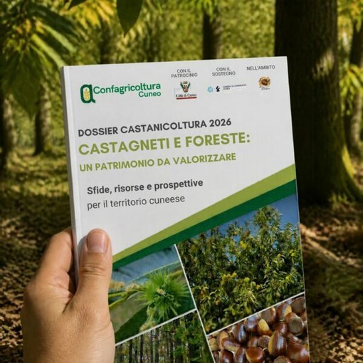 Cuneo, Confagricoltura presenta il Dossier castanicoltura 2026: per la prima volta anche il castagno nei boschi Cuneo, Confagricoltura presenta il Dossier castanicoltura 2026: per la prima volta anche il castagno nei boschi