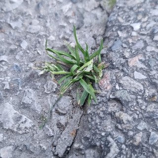 Erba spontanea, cresciuta in mezzo alla strada