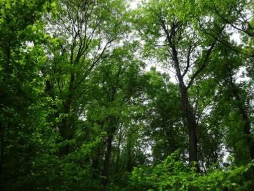 Ecosia, il motore di ricerca solidale che tenta di riforestare il pianeta Ecosia, il motore di ricerca solidale che tenta di riforestare il pianeta