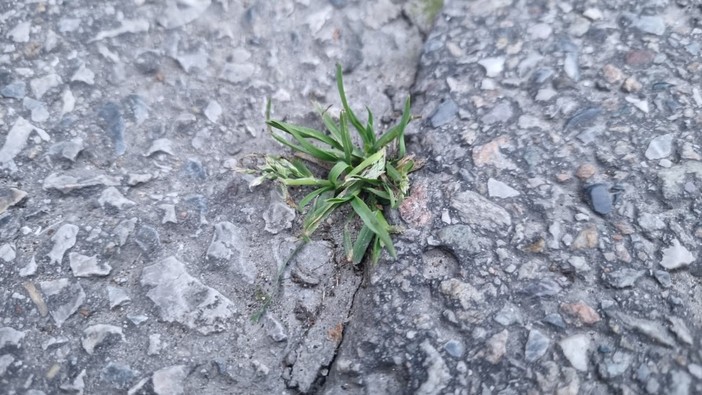 Erba spontanea, cresciuta in mezzo alla strada