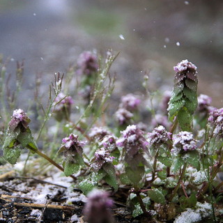 METEO / Settimana all'insegna del bel tempo, ma freddo in arrivo a Capodanno
