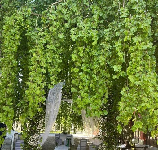 Verduno guarda al futuro partendo dagli alberi: il Comune punta sul censimento del faggio secolare della corte Nuto Revelli Verduno guarda al futuro partendo dagli alberi: il Comune punta sul censimento del faggio secolare della corte Nuto Revelli