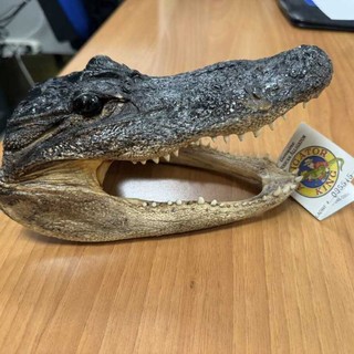 Ai controlli a Caselle spunta una testa di coccodrillo