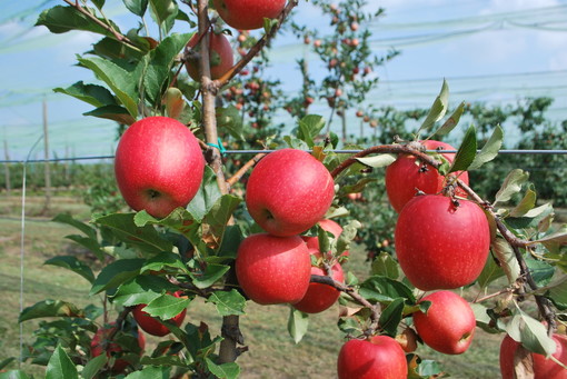 Frutto di melo Tessa, campo di sperimentazione varietale della Fondazione Agrion Manta (fonte Agrion)